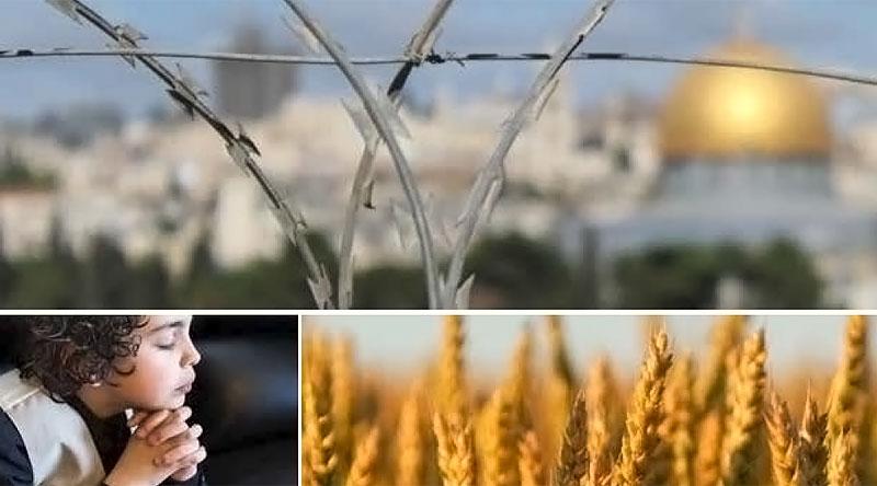 Jerusalem, child praying, field of wheat